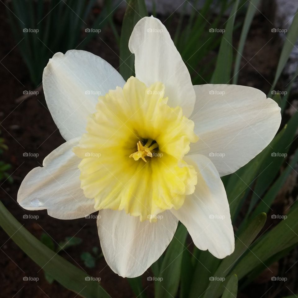 narcis flower