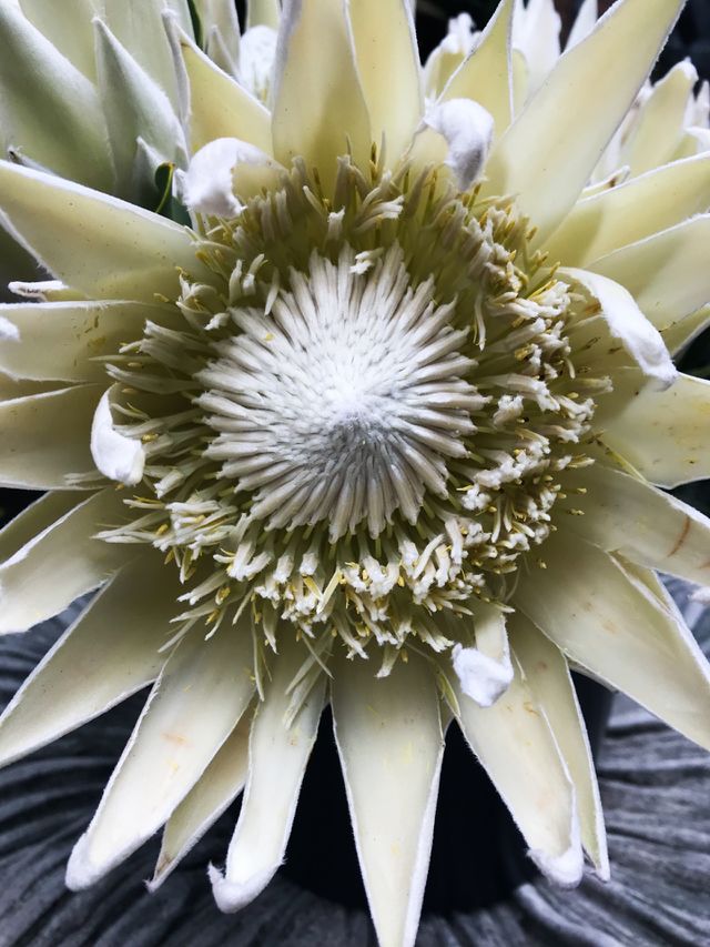 Big white flower 