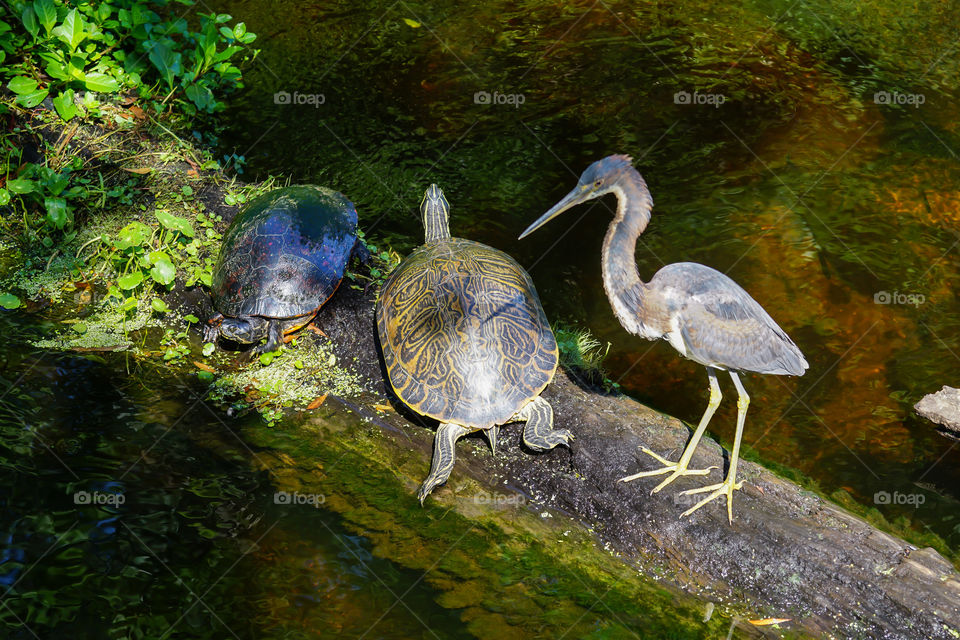 Tricolored Heron with two turtles