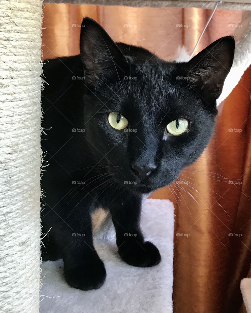 Cute Black cat peaking from climbing tree