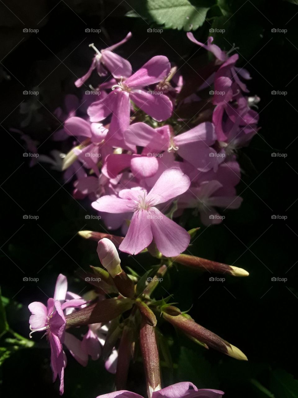 A flourishing flower heads in a shady and sunny conditions near mount Comet.