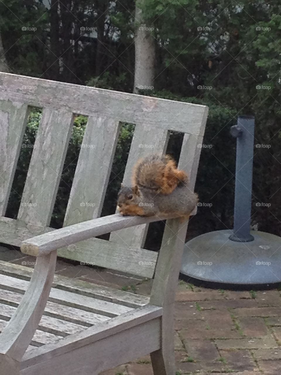Funny squirrel 