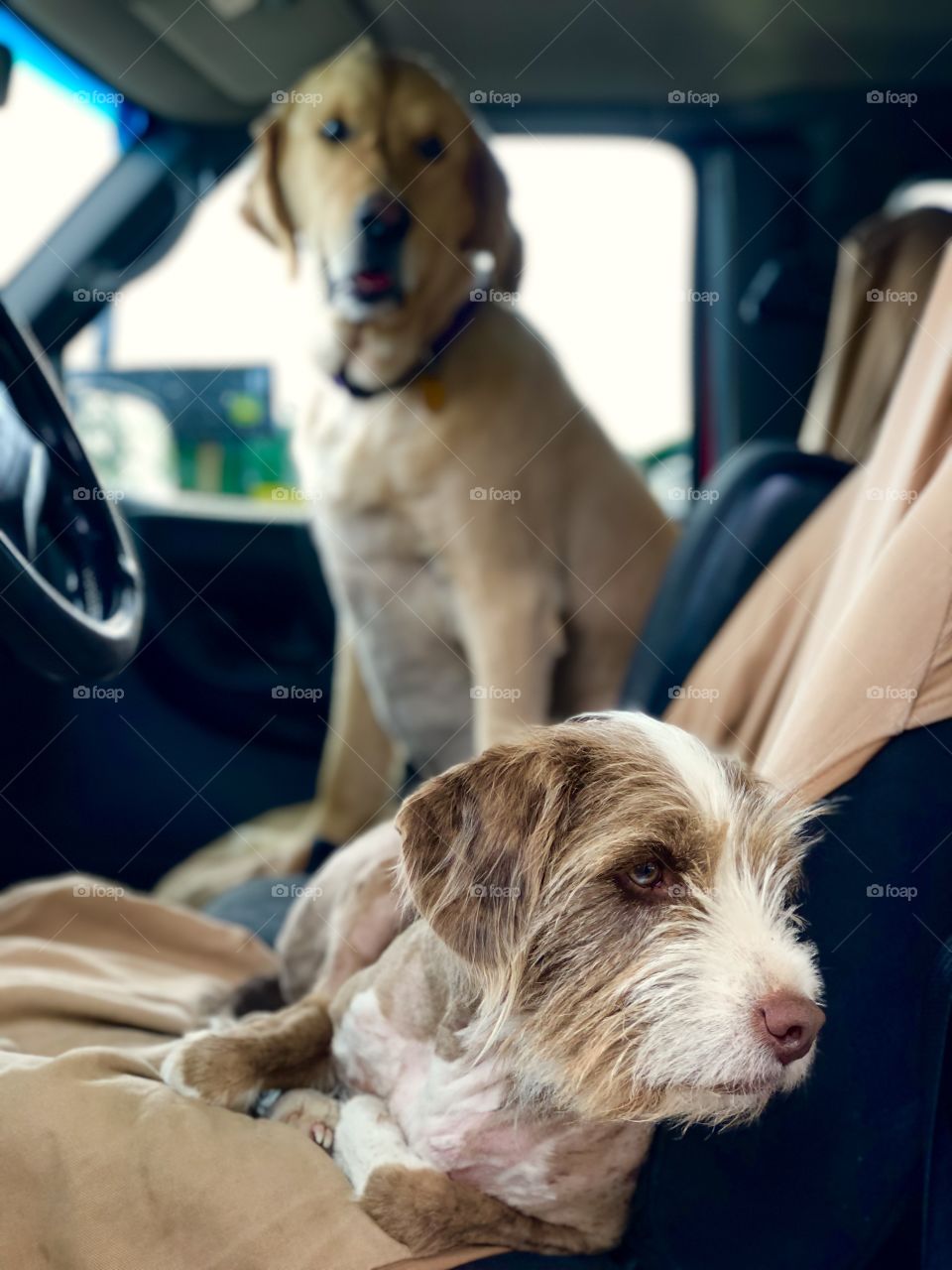 The old man and the young pup!! These two were at a winery we visited. This was their happy spot. No need for a driver, they would just sit and dream up their adventures. 