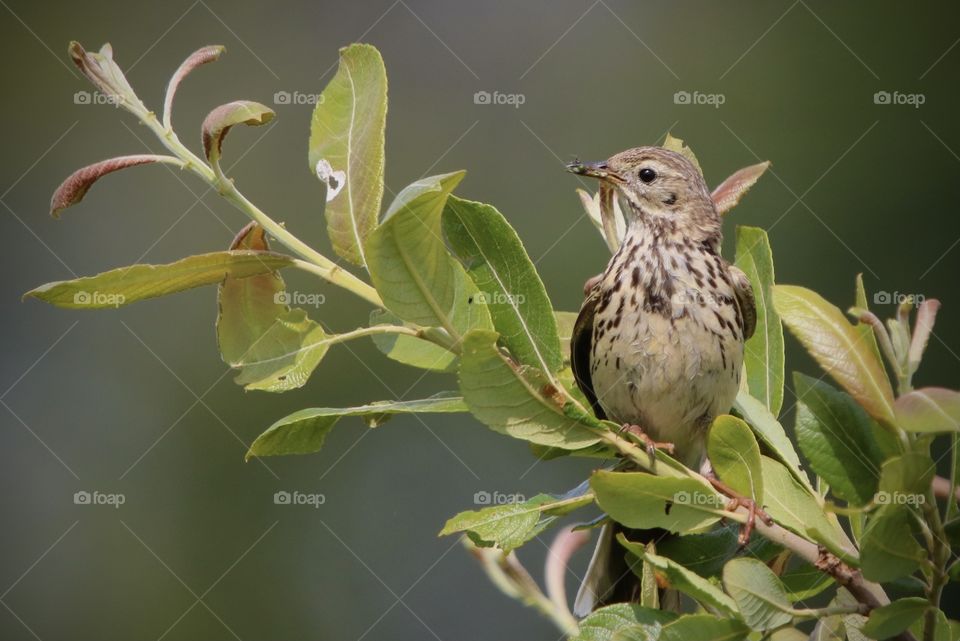 Pipits