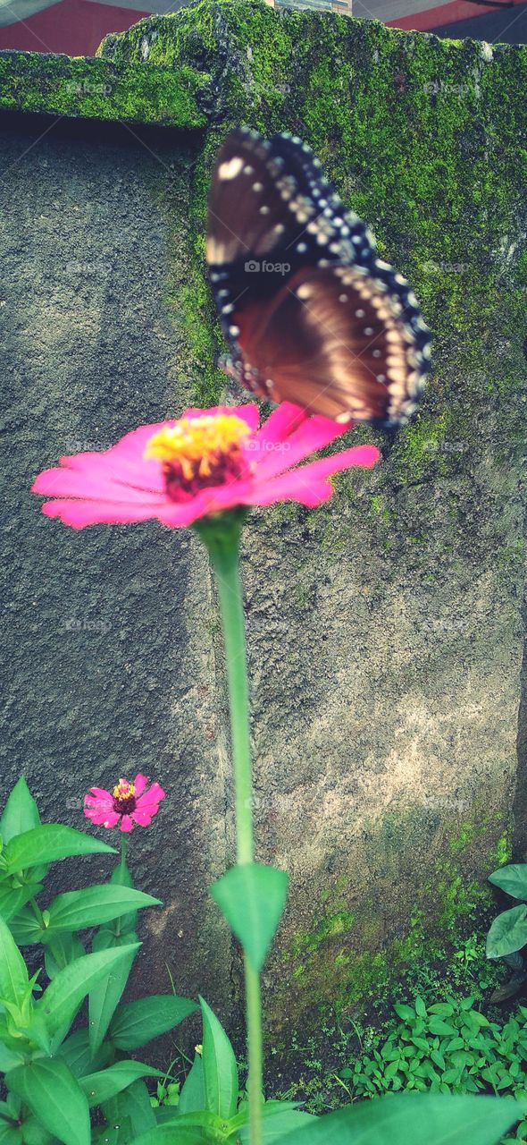a beautiful butterfly with colorful wings is really beautiful perched on a flower that is in bloom