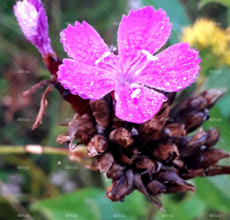 magenta meadow carnation covered with dew