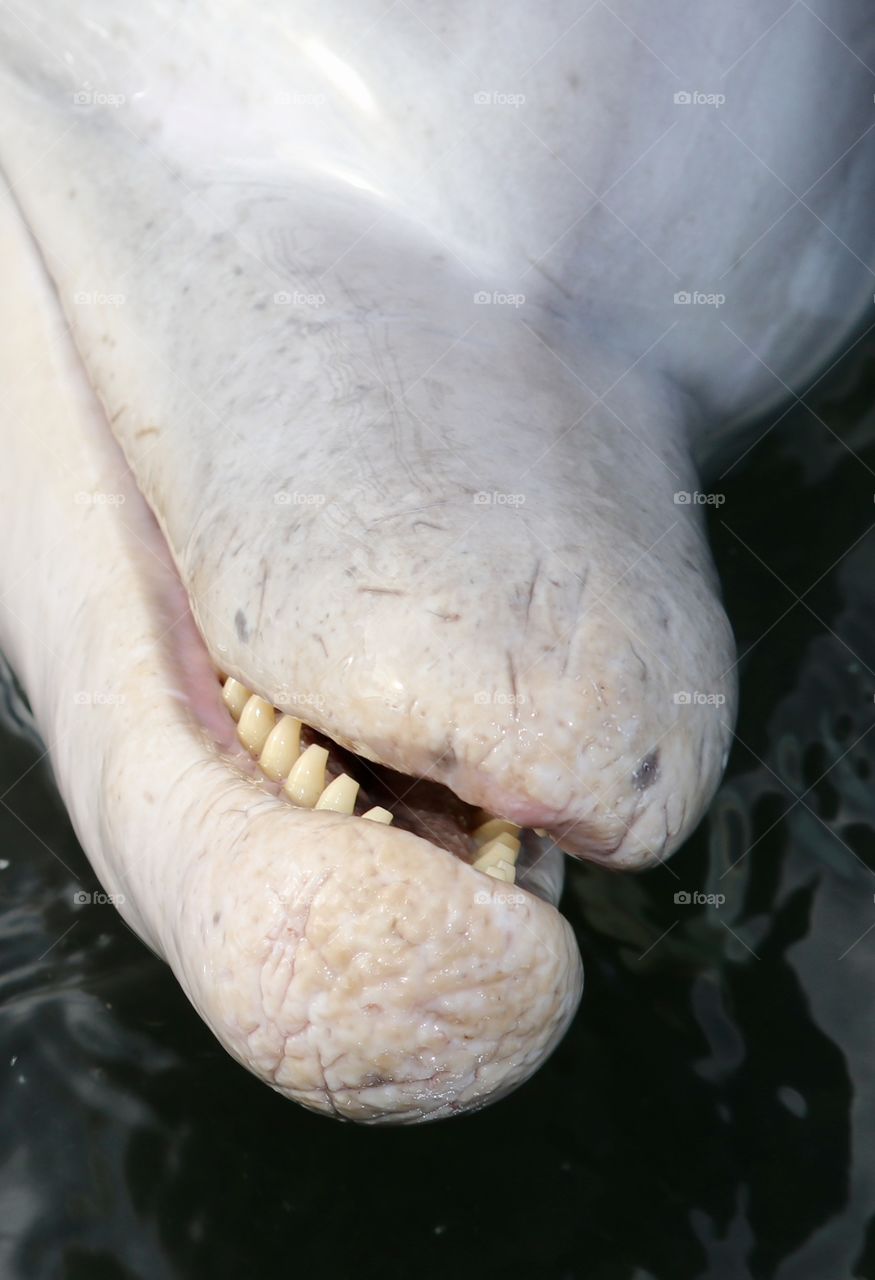 Closeup view wild dolphin mouth, teeth, face, 