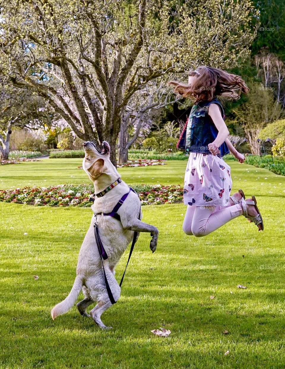 Happy girl and her fun dog jumping and playing in grassy park 