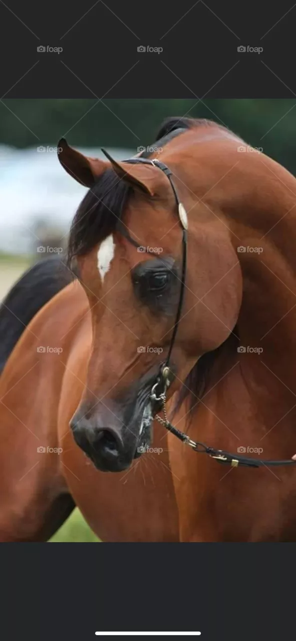 S.E Rivas stallion horse 