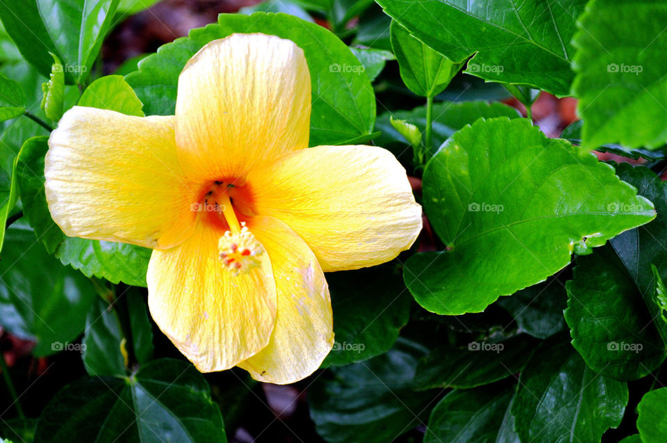 united states yellow flower by refocusphoto