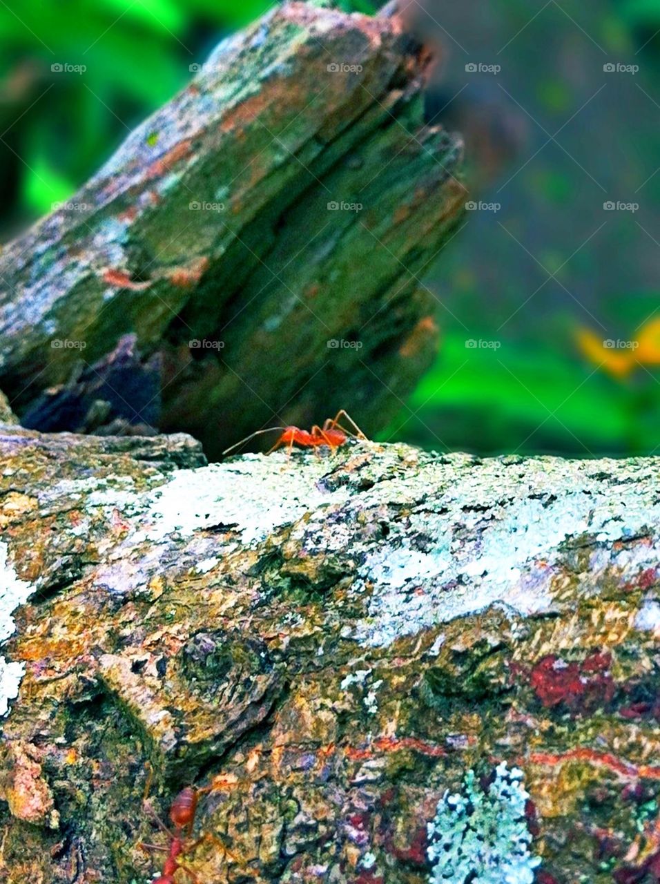 Ant Crossing the log