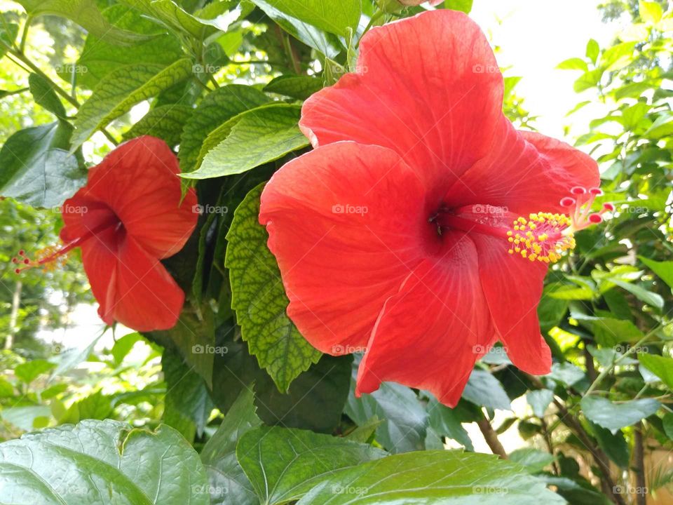 very big red hibiscus flowers in the garden