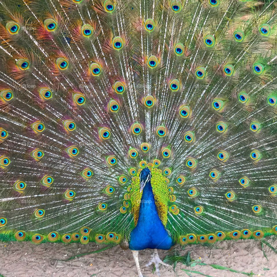 Peacock 