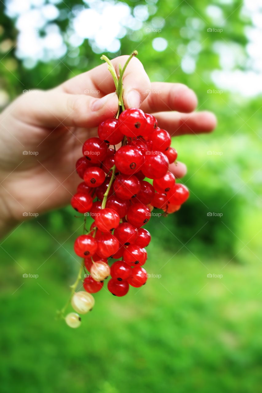 red Ribes in the hand