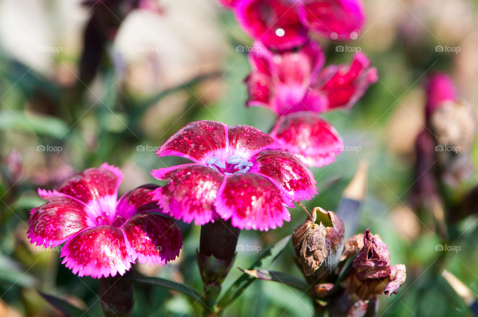 Blume, Farbe, Pink, Nelke, Natur, Garten, Schönheit 