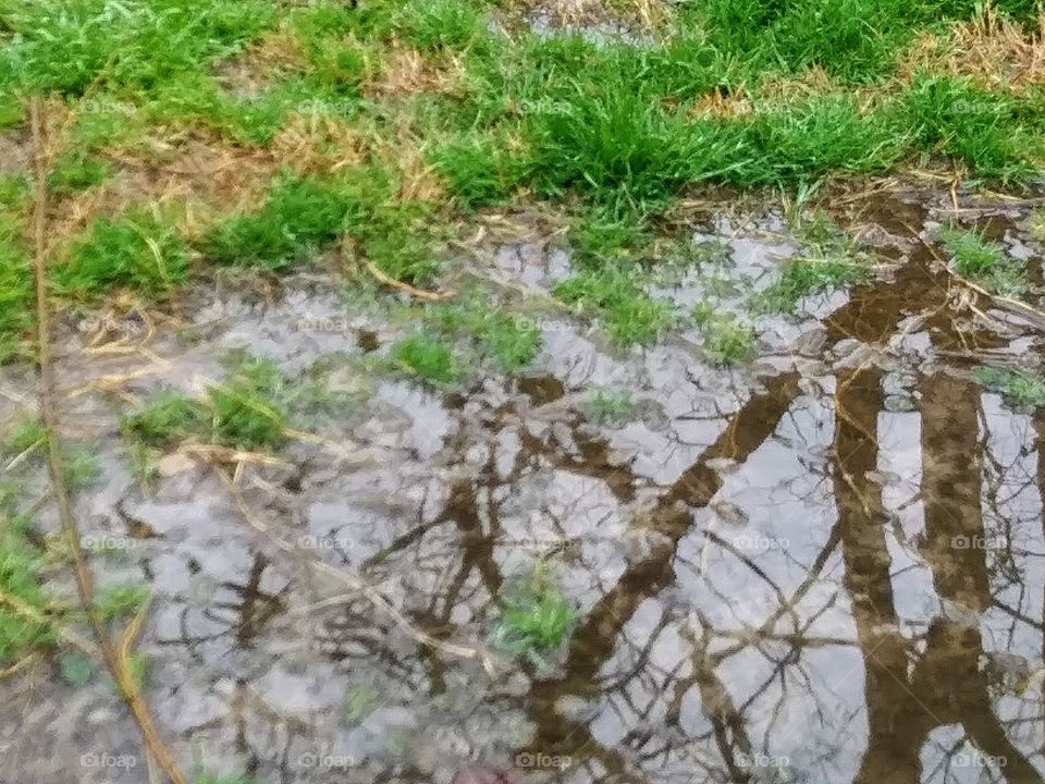 tree branches reflected in water