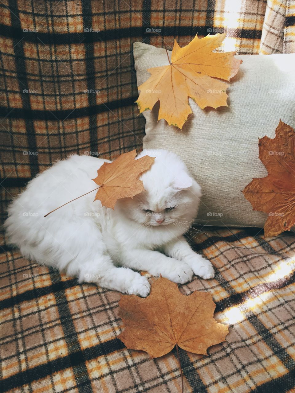 Cute white cat with autumn leafs