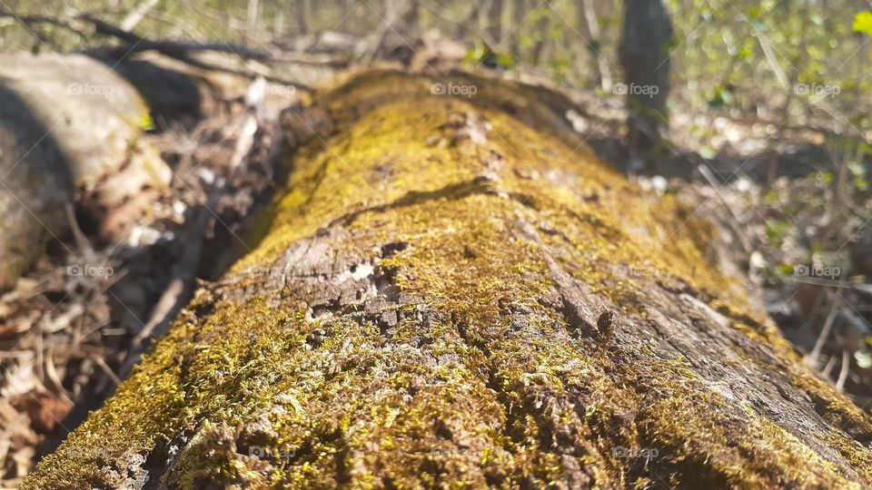 Moss Covered Log