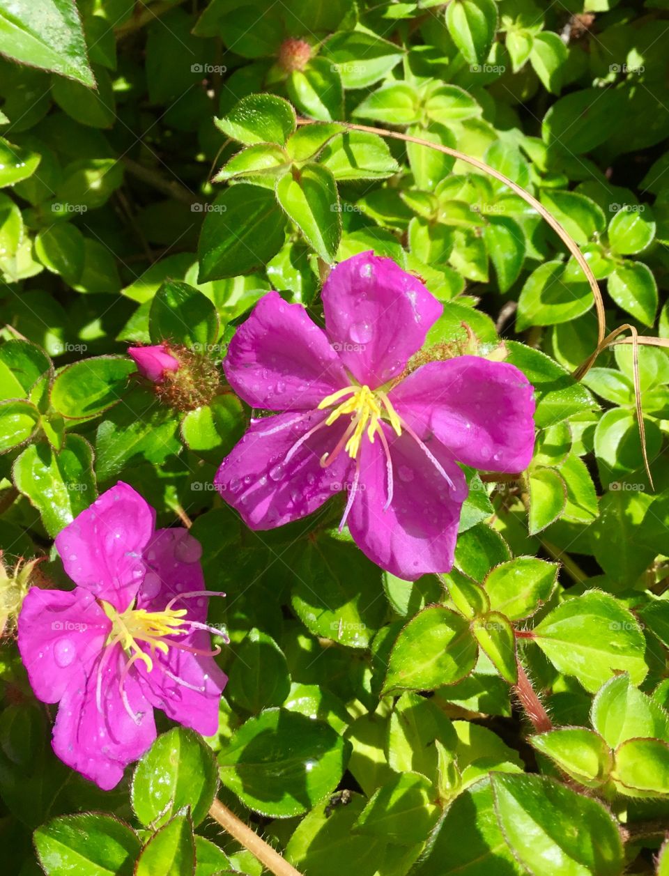 Raindrops on small flowers