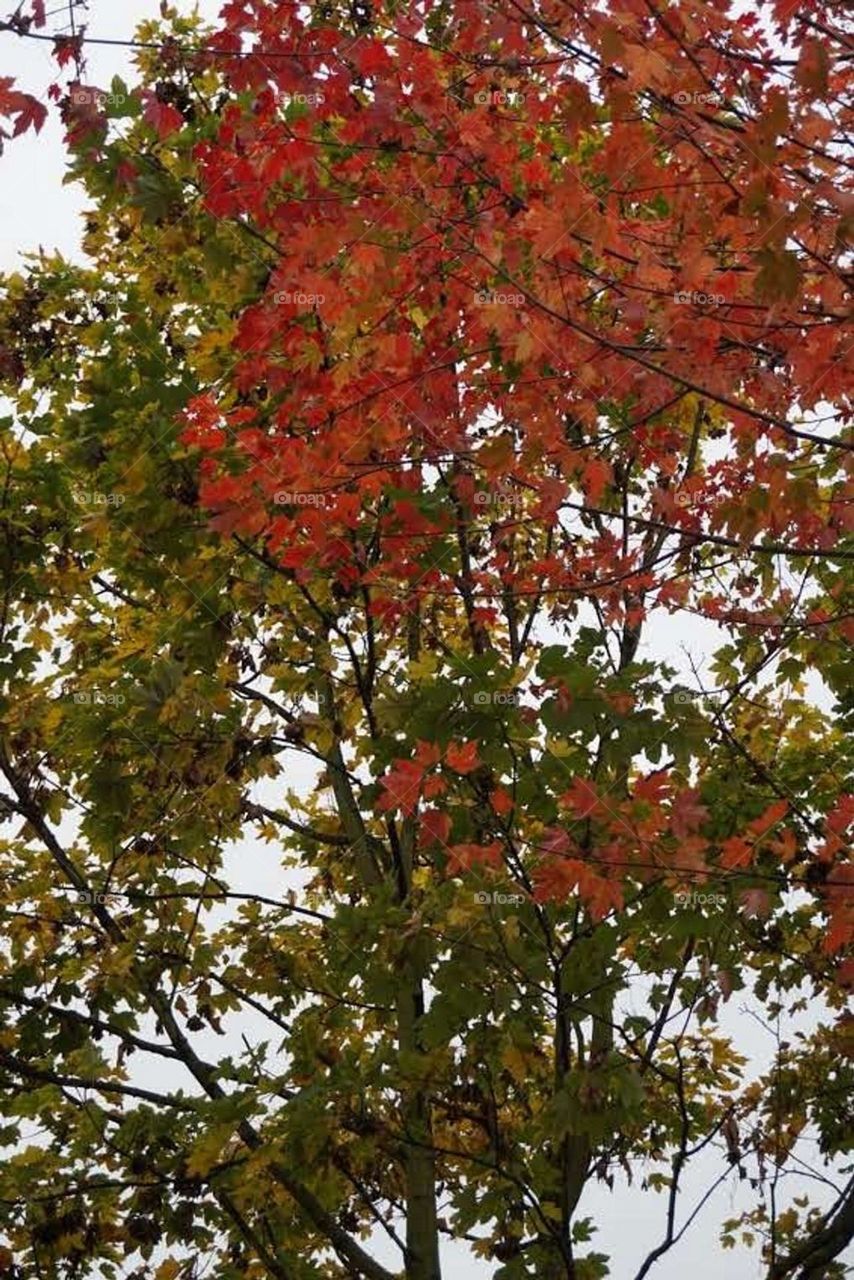 Autumn#leaves#colors#nature