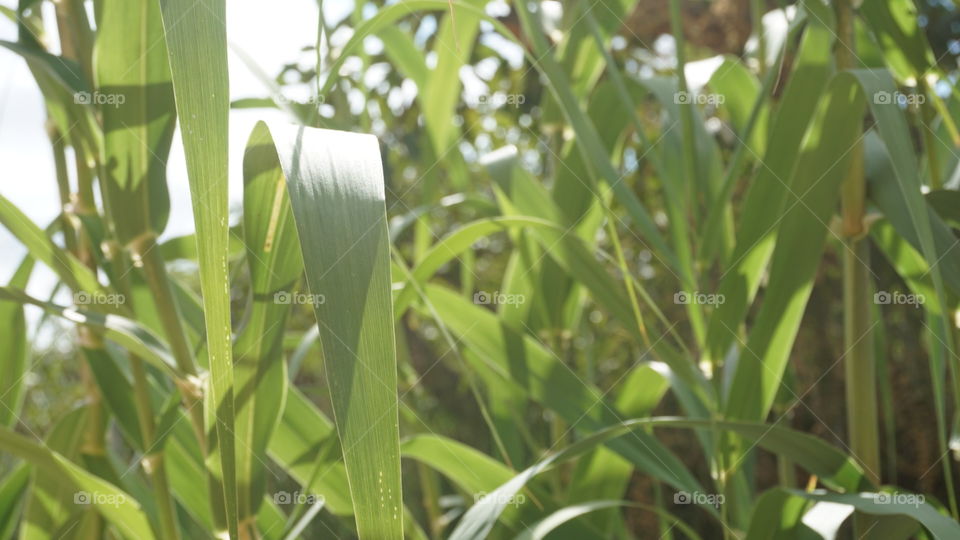 Plants#greengrass#nature#vegetation#leaves