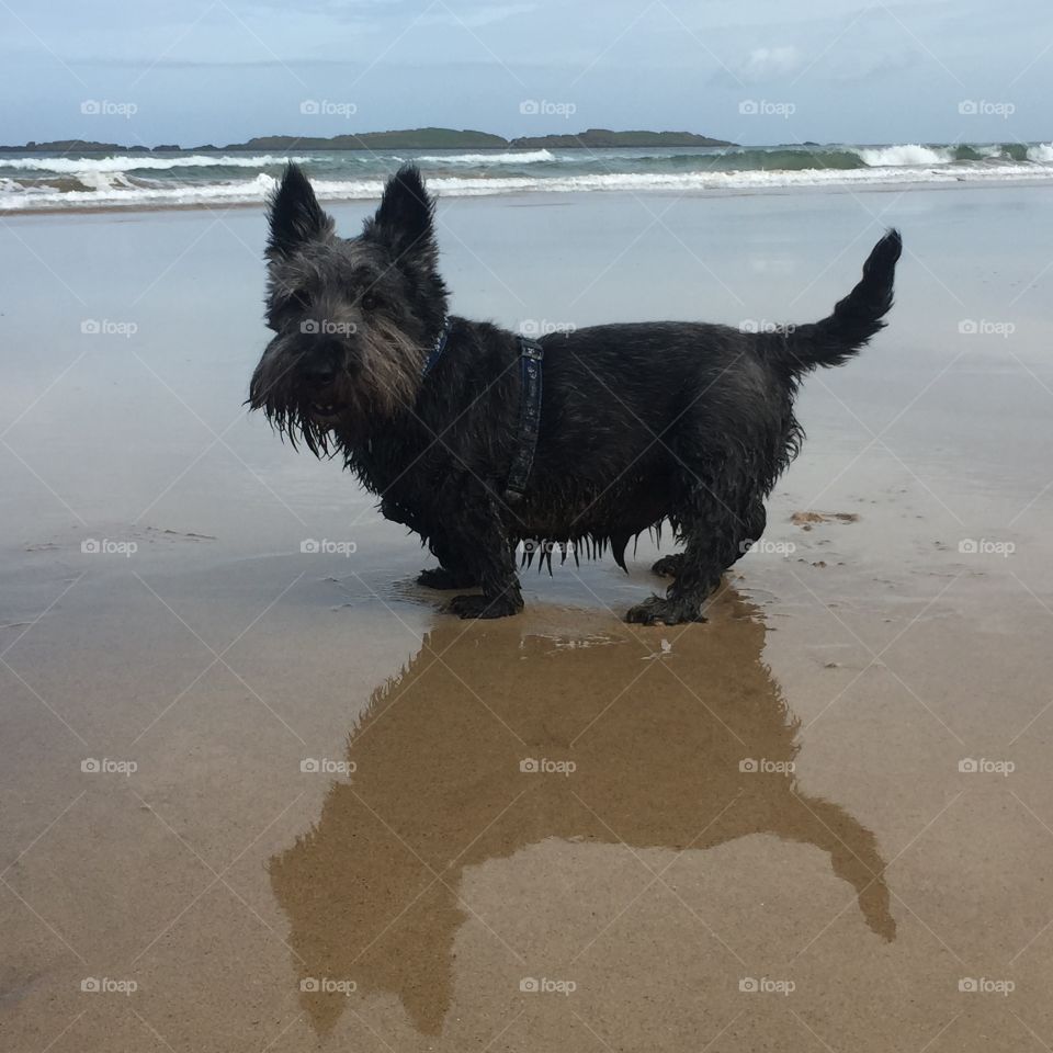 Scottish Terrier at the beach