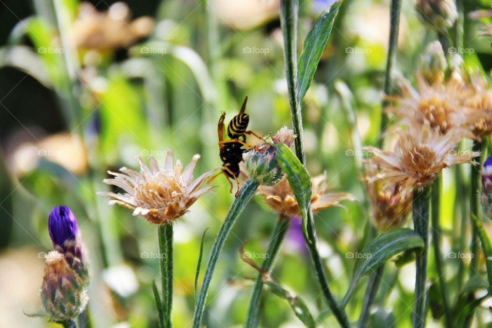 Pollination