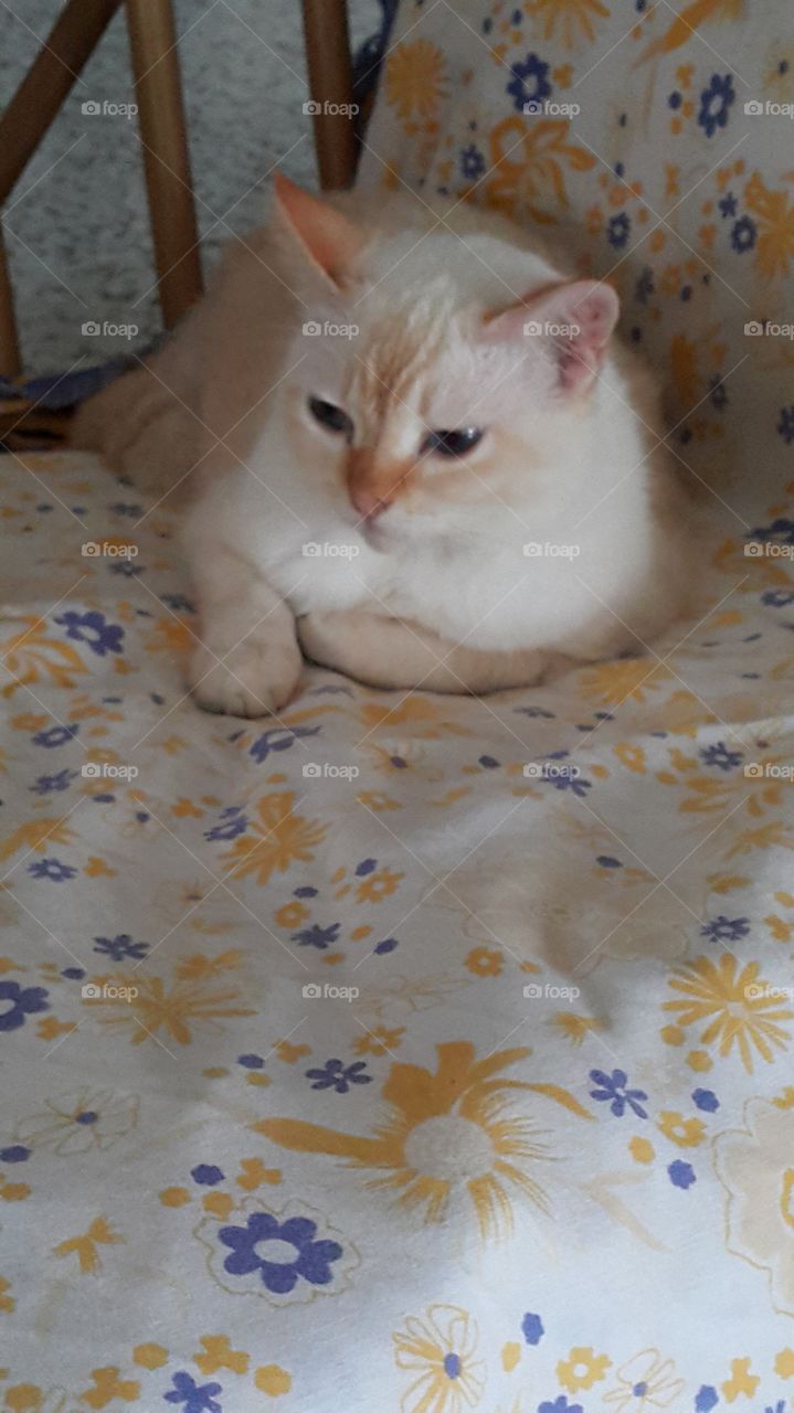 cat in orange-blue sofa