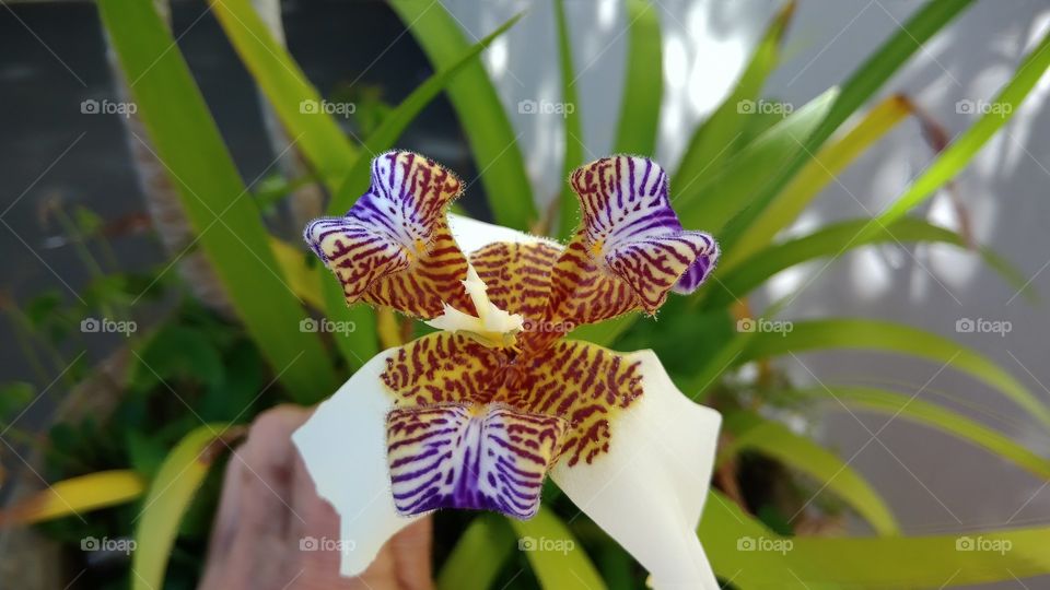 micro orchid