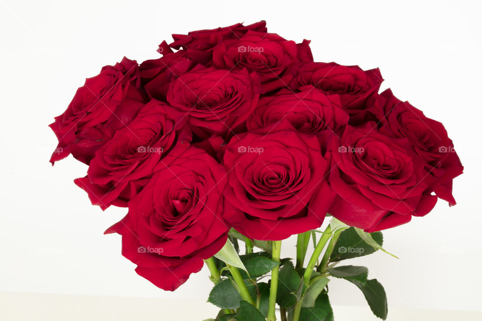 Bunch of red roses on white background