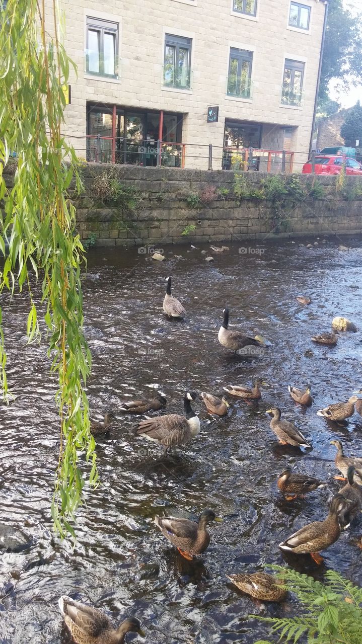 River Geese
