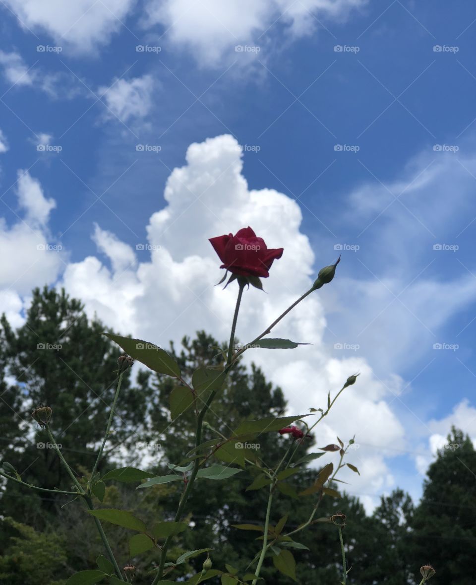 Rose and clouds 