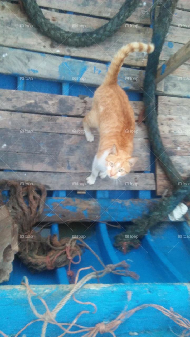 beautiful cat looking at my camera from a small boat.