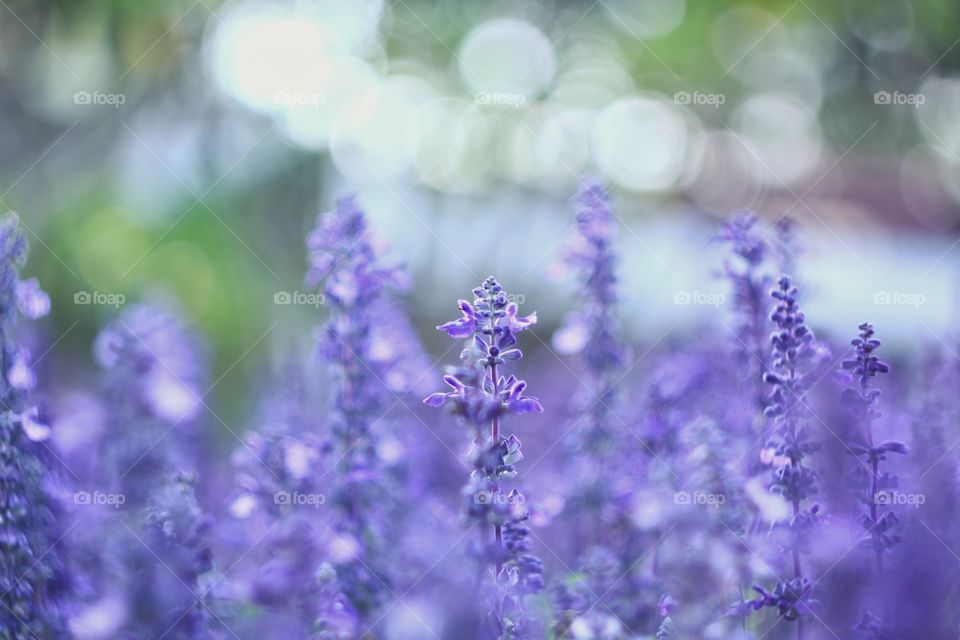 bule Salvia :  flower in garden