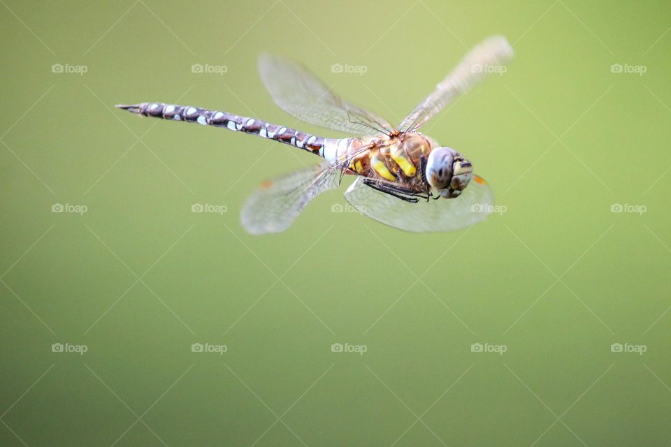 dragonfly close up in flight