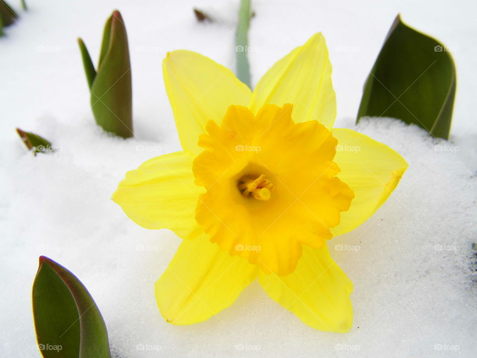 spring flower on snow