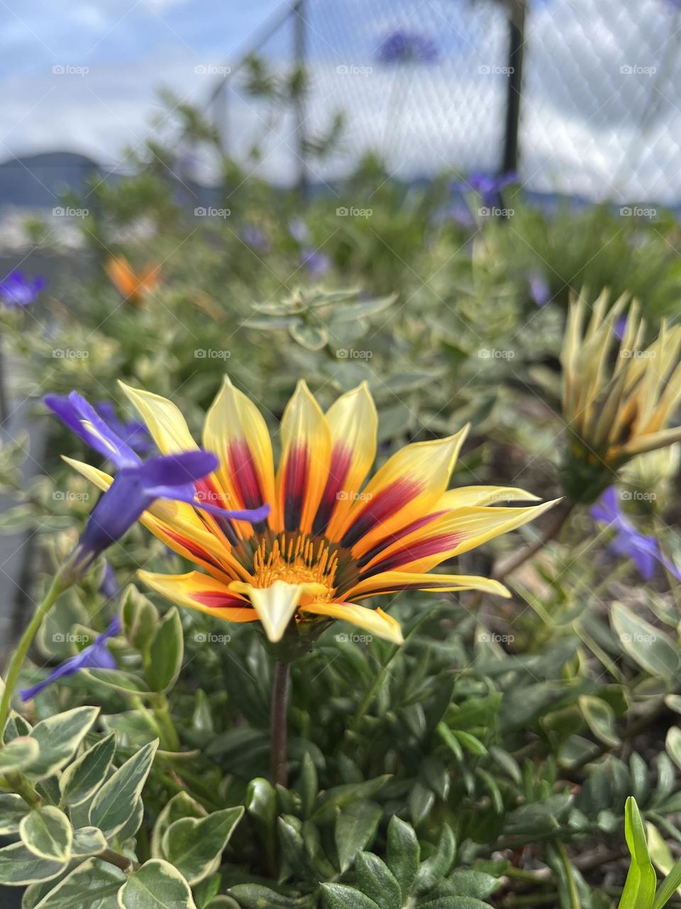 Flower and plants in the yard