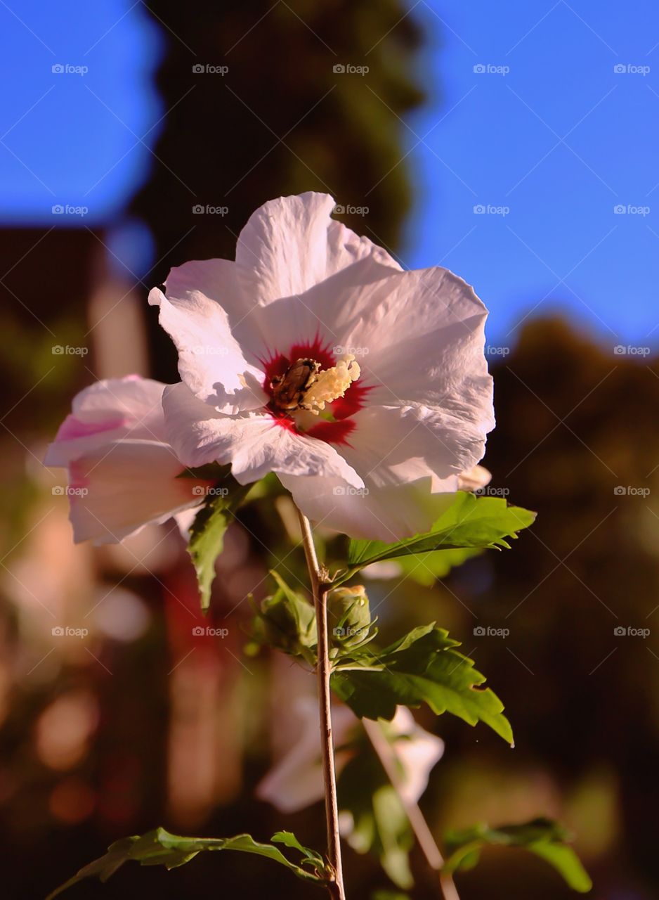 Front Yard Flower 