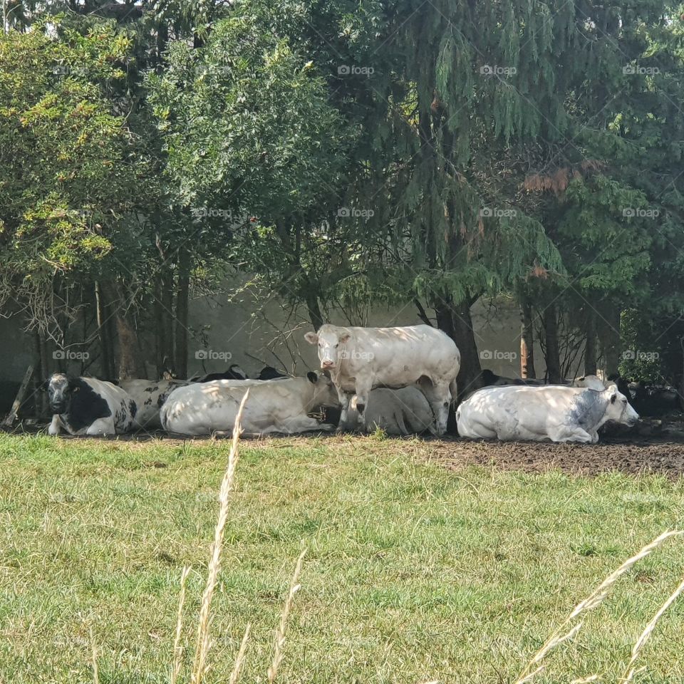 Cows on a warm summer day in the meadow of Belgium.