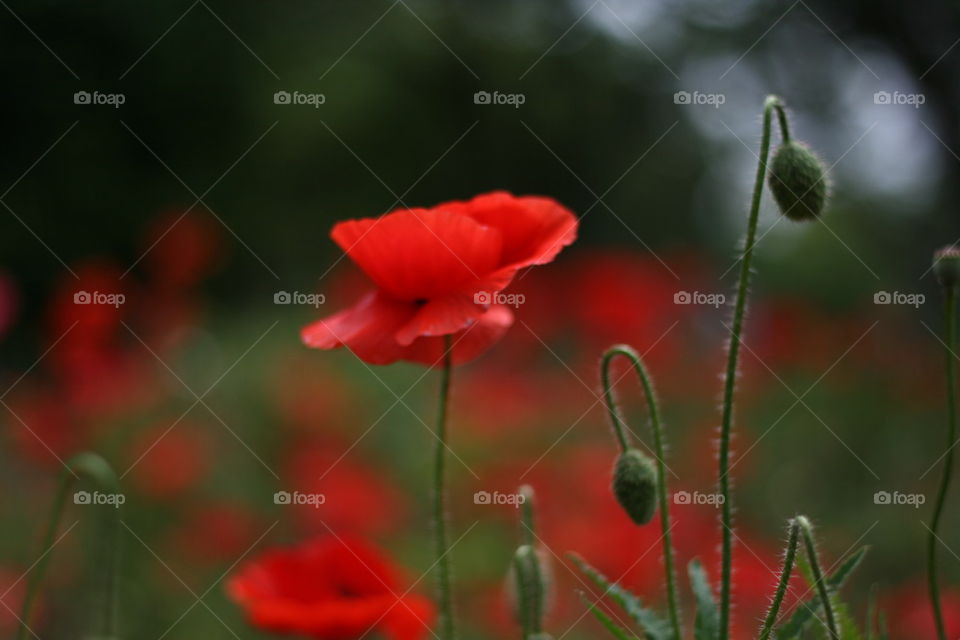 Extreme close-up of poppies