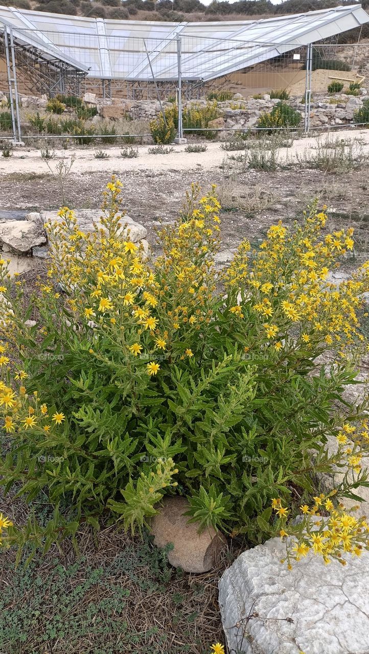 fiori e Anfiteatro Greco ad Eraclea Minoa