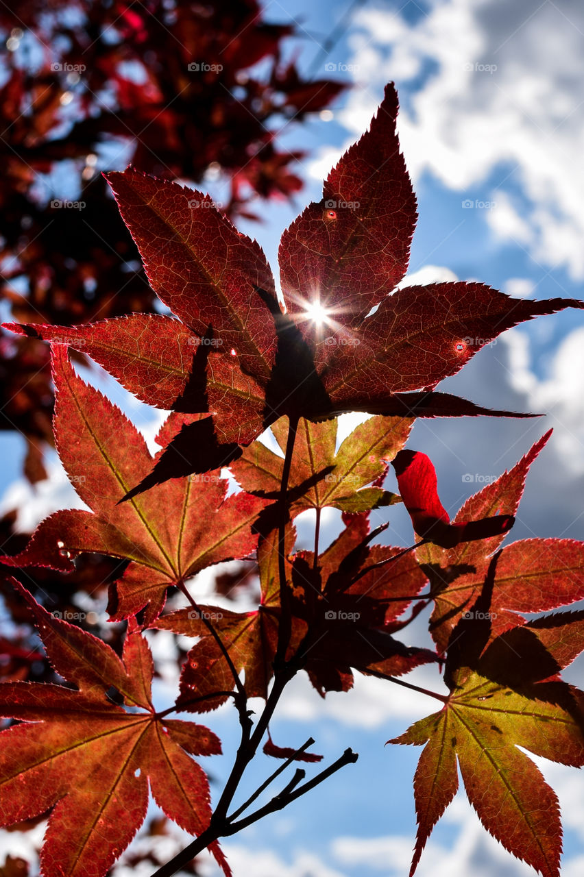The leaves of a Japanese Maple let small rays of sunshine through a tiny hole