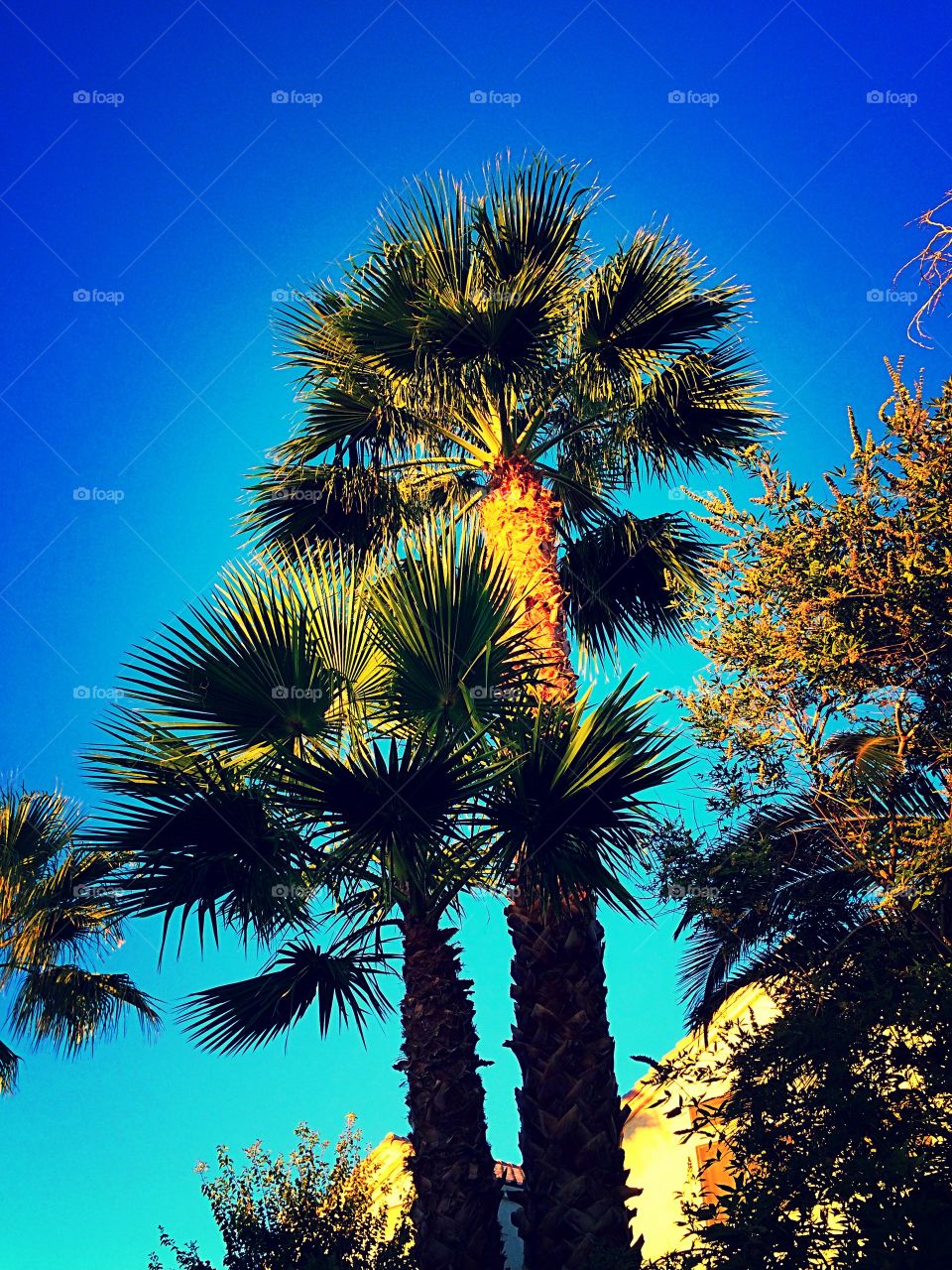 Las Vegas mornings. Palm trees from below 