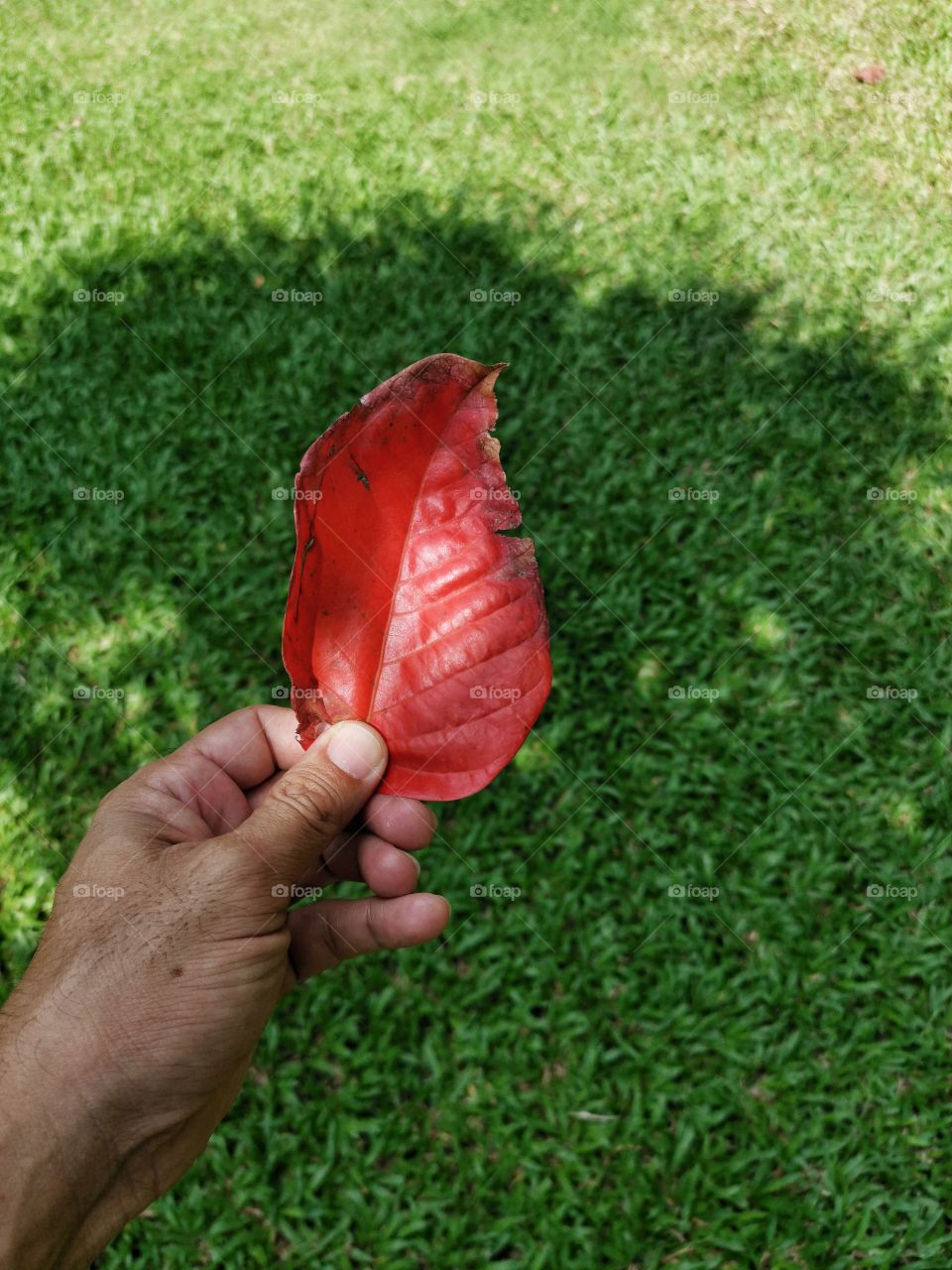 Red​ color​ of​ leaves​ in​ hand​ on​ green​ gass background.