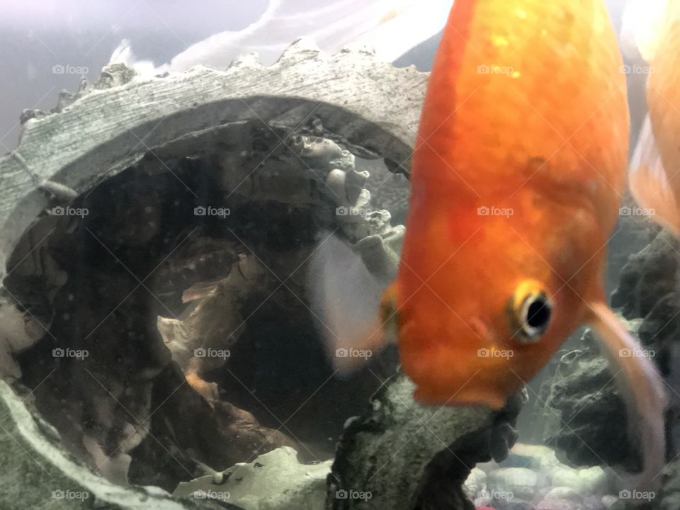 Peeking goldfish