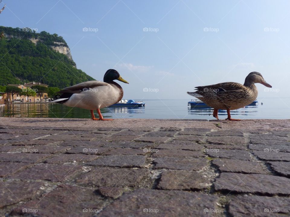 Unedited Mallards