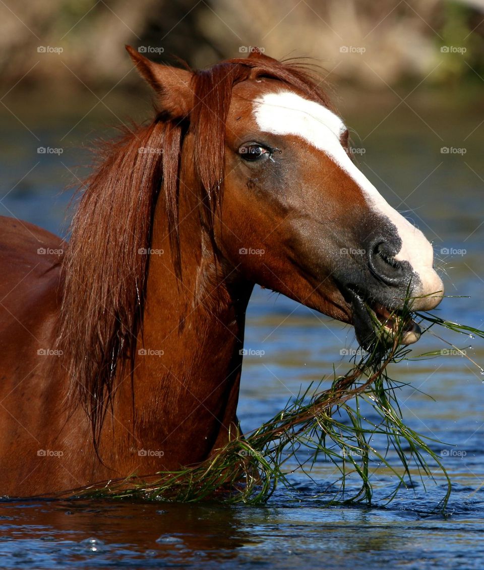 Wild Horse Eating Eelgrass with a Smile