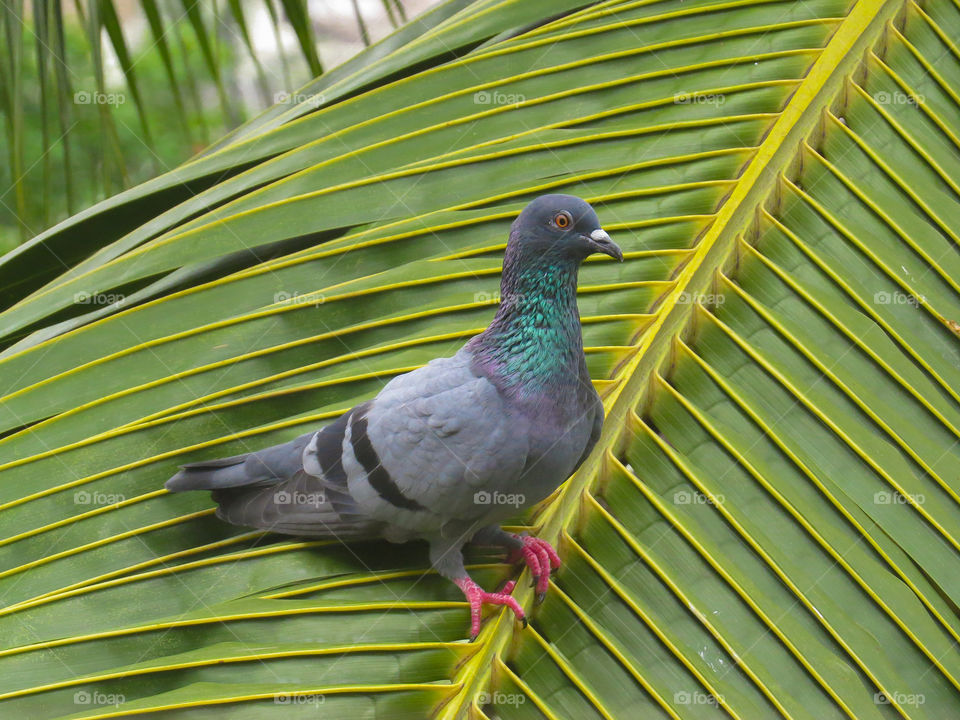 Pigeon perching on palm leaf