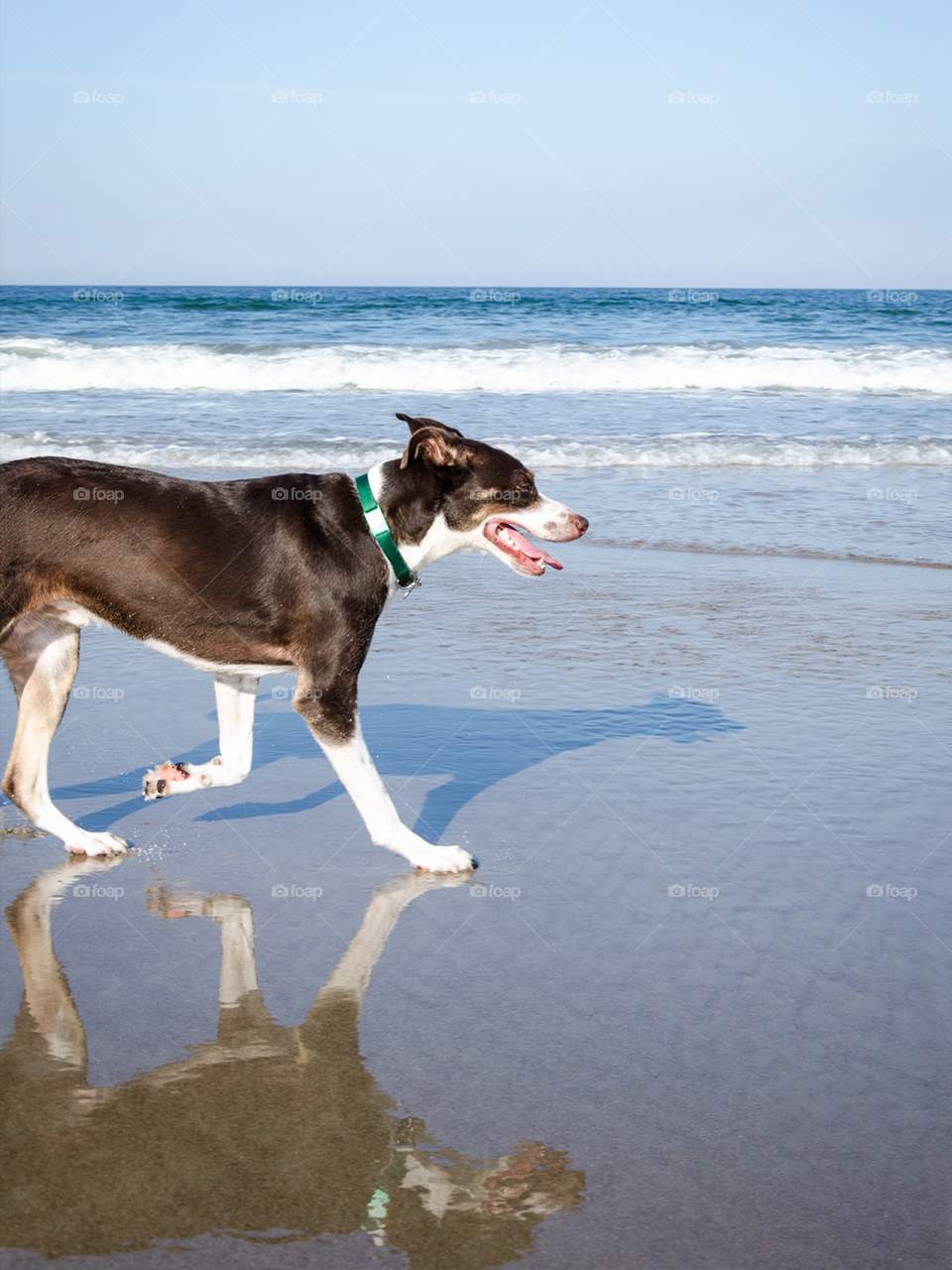 Dog’s shadow at the beach