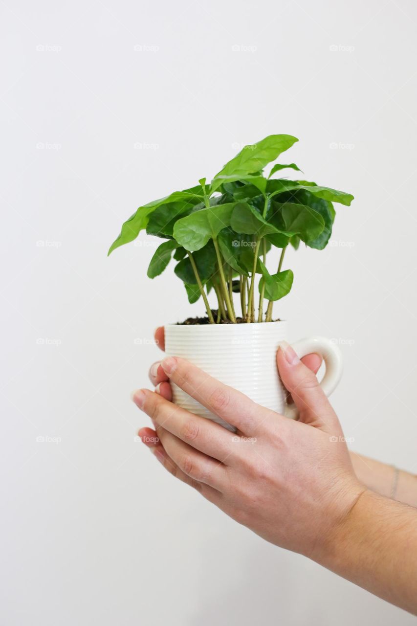 Female hands hold cup with green plant. Encampment protection 